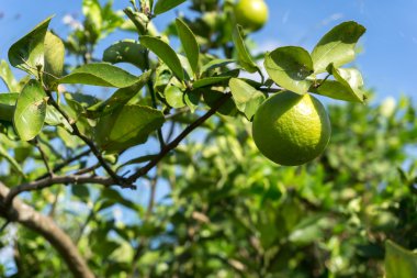 limon meyve ağacı üzerinde