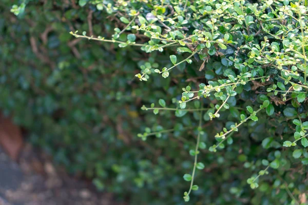 Fukien tea tree — Stock Photo, Image