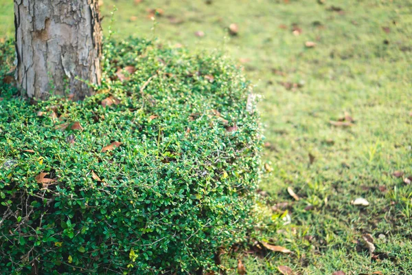 Árbol de té Fukien — Foto de Stock