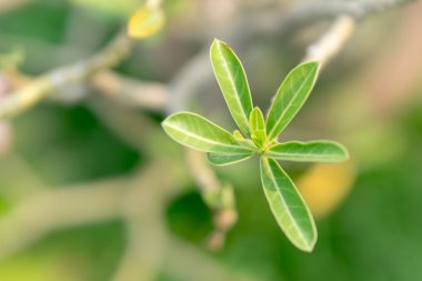 Çöl gülü bırakır