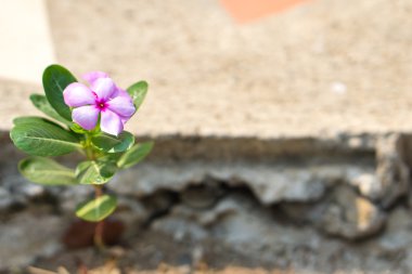Tay Cezayir menekşesi çiçekler