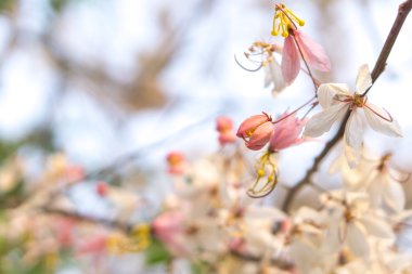 Pembe Cassia Bakeriana