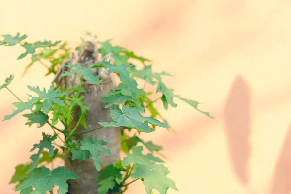 New papaya leaves