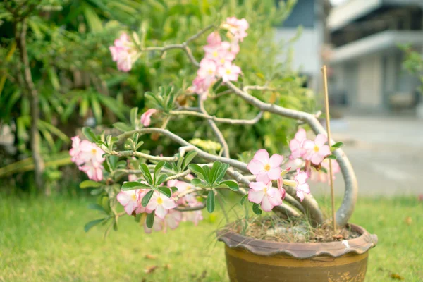 Desert Rose Flowers