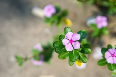 Tay Cezayir menekşesi çiçekler