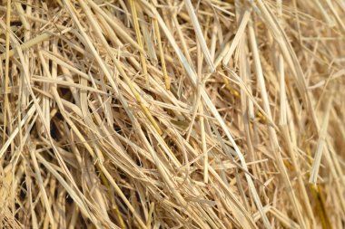 kahverengi pirinç saman