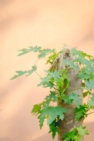 New papaya leaves