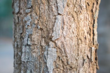 ağaç kabuğu arkaplanı