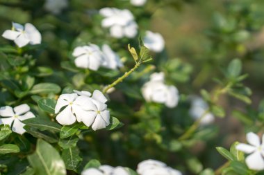 Tay Cezayir menekşesi çiçekler