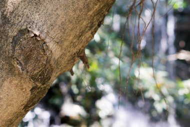 Ficus lacor ağaç kabuğu
