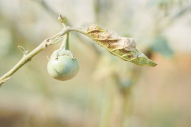 Yeşil Tay patlıcan