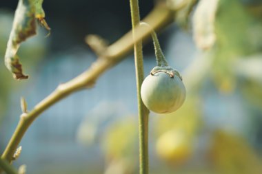 Yeşil Tay patlıcan