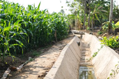 Kuraklık corn Field'da