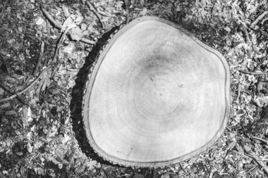 Tahta kesme tahtası