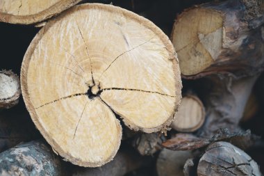 Demirhindi ağaçların gövde