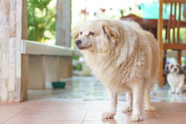Yağlı Tay köpek