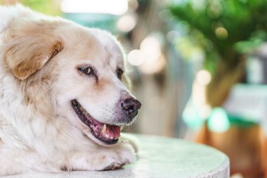 Çürük sorun ile köpek