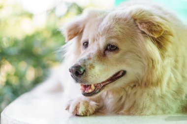 Çürük sorun ile köpek