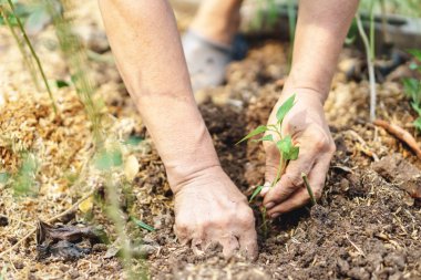 küçük bir bitki dikimi