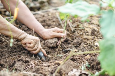küçük bir bitki dikimi