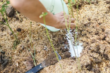 küçük bir bitki dikimi