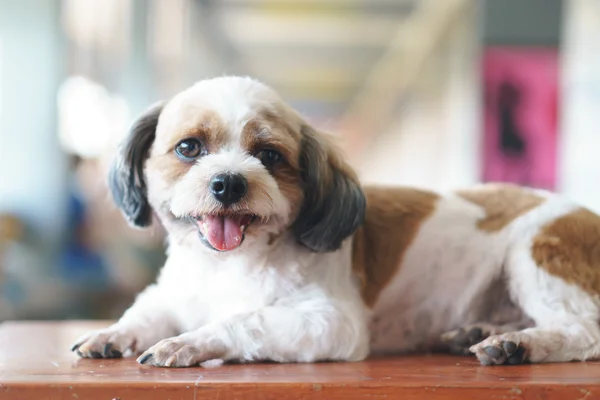 Shih tzu fino köpeği melez köpek