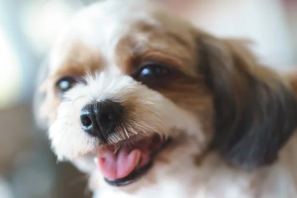Shih tzu poodle Hybrid Dog — стоковое фото