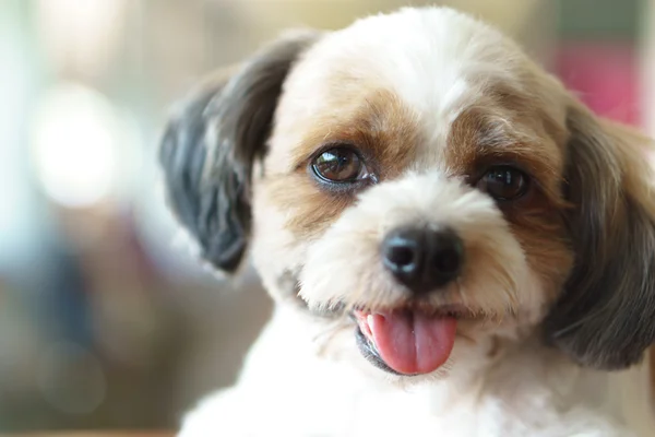 Shih tzu poodle cão híbrido — Fotografia de Stock
