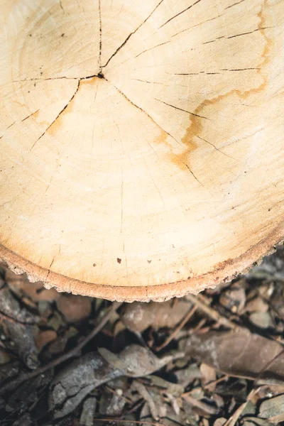 Tabla de corte de madera — Foto de Stock