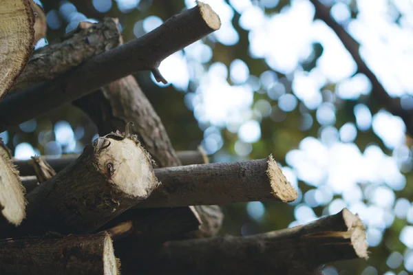 Trunk of tamarind trees