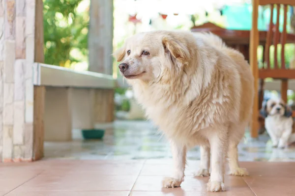 Fatty Thai dog — Stock Photo, Image