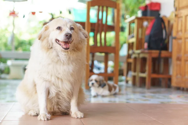 Fatty Thai dog — Stock Photo, Image