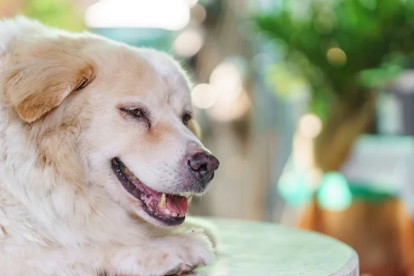 Dog with caries problem — Stock Photo, Image