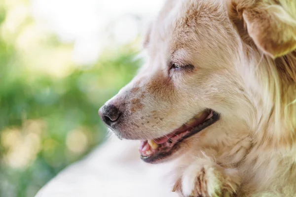 Dog with caries problem — Stock Photo, Image