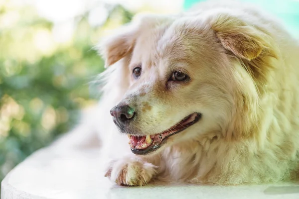 Dog with caries problem — Stock Photo, Image