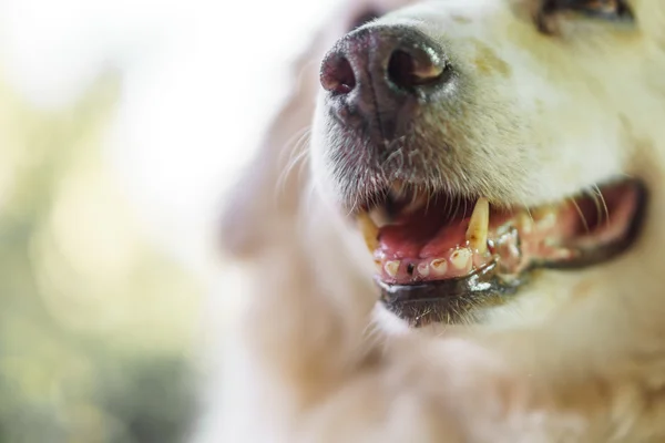 Dog with caries problem — Stock Photo, Image