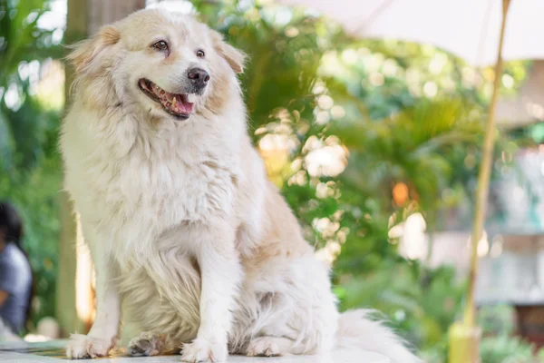 Fatty Thai dog — Stock Photo, Image