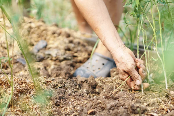 Plantar una pequeña planta — Foto de Stock