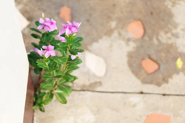 Thai Vinca flowers — Stock Photo, Image