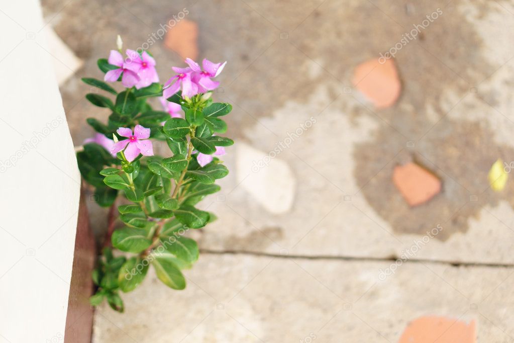 Thai Vinca flowers