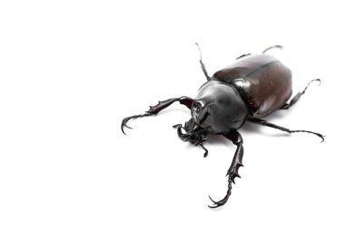 erkek rhinoceros beetle