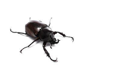erkek rhinoceros beetle