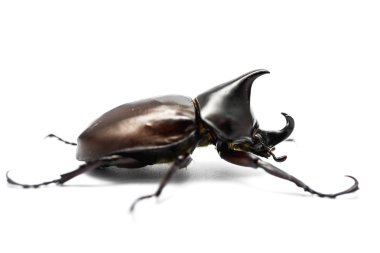 erkek rhinoceros beetle