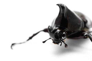 erkek rhinoceros beetle