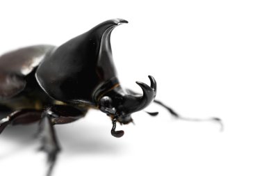 erkek rhinoceros beetle