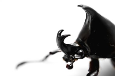erkek rhinoceros beetle