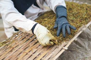 Tütün kurutma yaprak