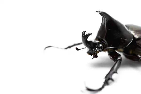 Male Rhinoceros beetle — Stock Photo, Image