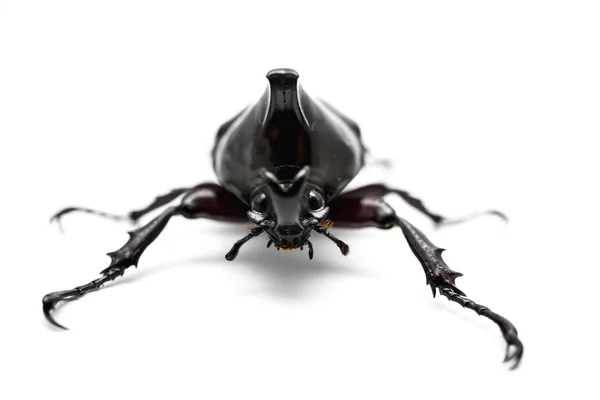 Male Rhinoceros beetle — Stock Photo, Image