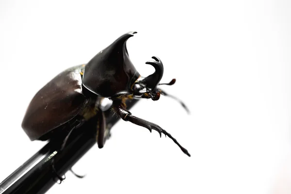 Manliga rhinoceros beetle — Stockfoto